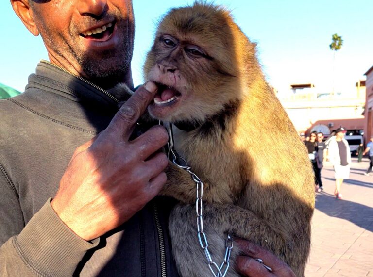 JEMAA EL-FNA SQUARE GALLERY 2025