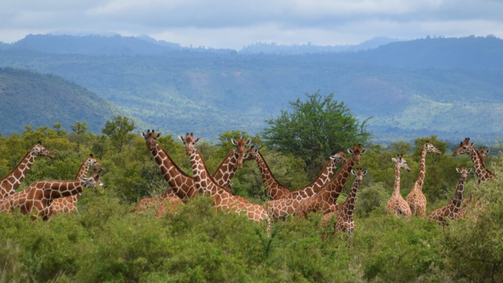 Photograph of a group of giraffes standing and grazing in a dense green bushland with mountains in the background. The giraffes vary in size, indicating a mix of adults and juveniles, showcasing natural wildlife in a savanna habitat.