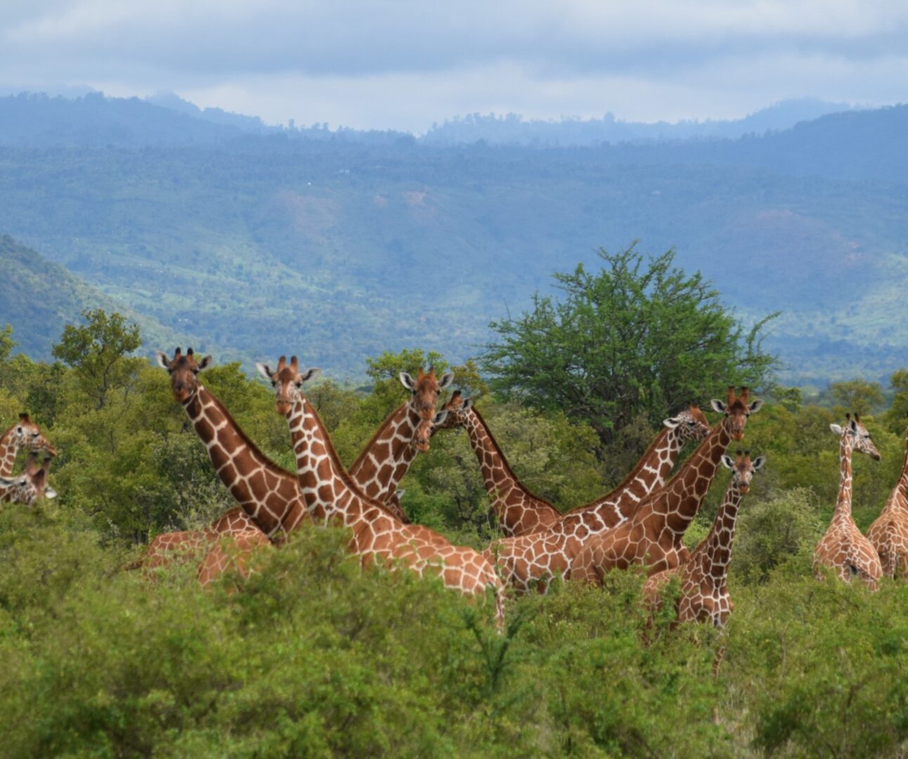 Photograph of a group of giraffes standing and grazing in a dense green bushland with mountains in the background. The giraffes vary in size, indicating a mix of adults and juveniles, showcasing natural wildlife in a savanna habitat.