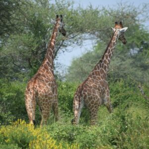 Photograph showing two giraffes standing side by side in a green, bushy landscape with trees and yellow flowers in foreground. Both giraffes face away, highlighting their long necks and distinctive patterned coats against a clear sky.