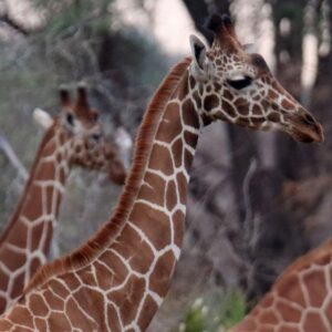 Photograph showing close-up of three giraffes in natural habitat with blurred background of trees and foliage. Focus is on giraffe in foreground with detailed pattern of brown and white patches, while other two giraffes appear partially visible and out of focus.