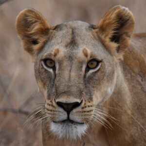 Photograph of a close-up lioness face with focused eyes, whiskers, and light brown fur. Background shows blurred natural habitat with dry grass, emphasizing wild animal in natural environment.