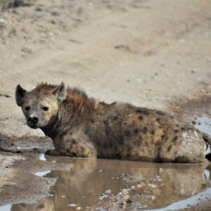 Photograph of a spotted hyena lying partially submerged in a muddy water puddle on a dirt path. The hyena's fur is wet and matted, with visible dark spots, and its reflection is clearly visible in the water.