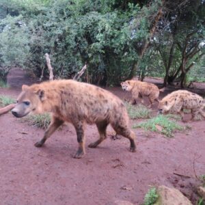 Photograph showing three spotted hyenas walking on reddish soil surrounded by dense green bushes and trees. The hyenas display typical spotted fur patterns, with one in the foreground and two in the background, highlighting their natural habitat and social behaviour.