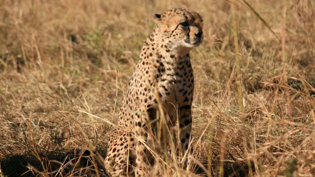 Photograph of a cheetah sitting in dry grass, blending into the natural savanna environment. The cheetah's spotted coat and alert posture highlight its adaptation for camouflage and hunting in open habitats.