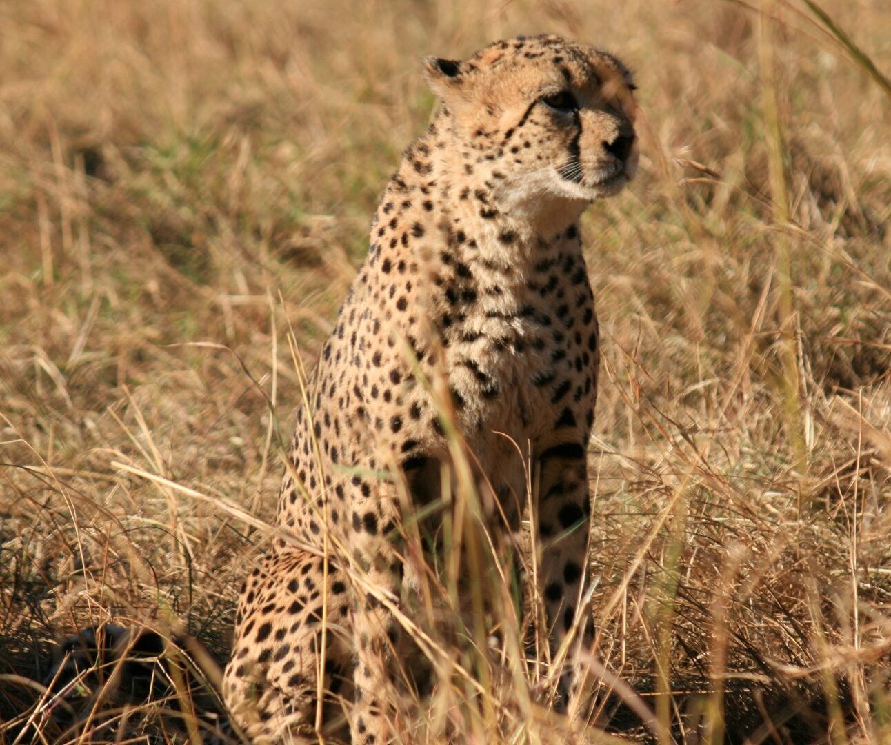 Photograph of a cheetah sitting in dry grass, blending into the natural savanna environment. The cheetah's spotted coat and alert posture highlight its adaptation for camouflage and hunting in open habitats.