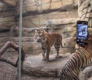 Photograph of a tiger standing on a rock platform inside a zoo enclosure with artificial rock walls and a glass barrier. A person is capturing the tiger on a smartphone, visible in the foreground with the phone screen showing the tiger.