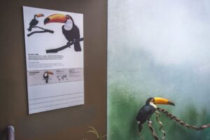 Photograph of toucan in a zoo enclosure perched on a twisted branch with a green and blue background. An informational panel on the left includes illustrations of toucans, text about their characteristics, and a small world map highlighting their habitat.
