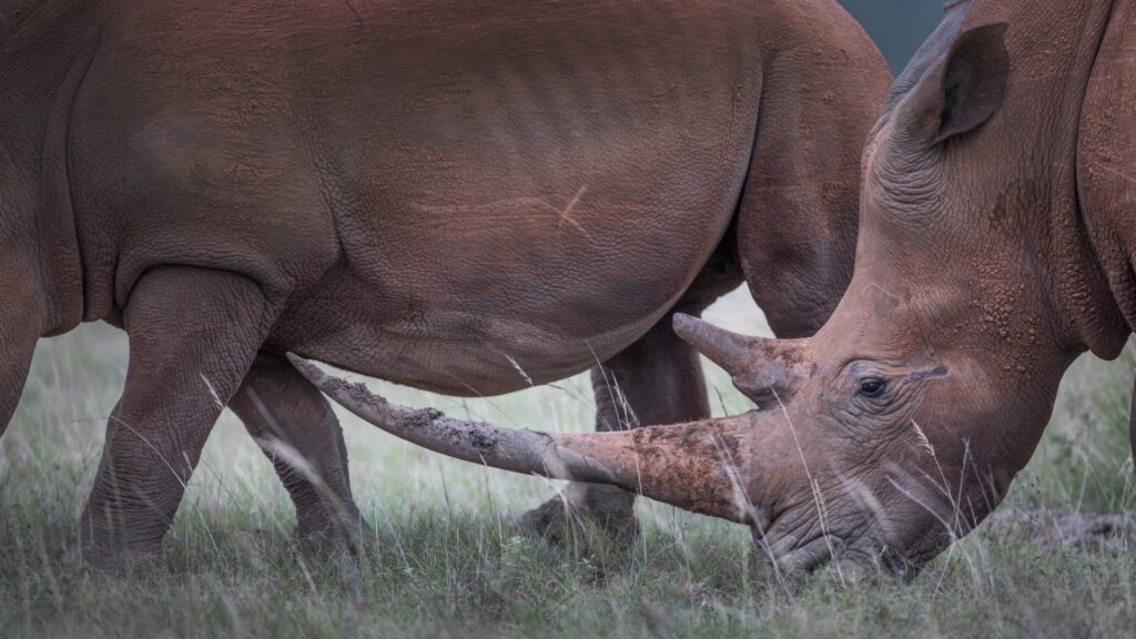 Photograph showing close-up of two rhinoceroses in grassy habitat, with one rhino's head and horn touching the side of the other rhino's body. The image highlights texture of rhino skin, prominent horns, and natural environment.