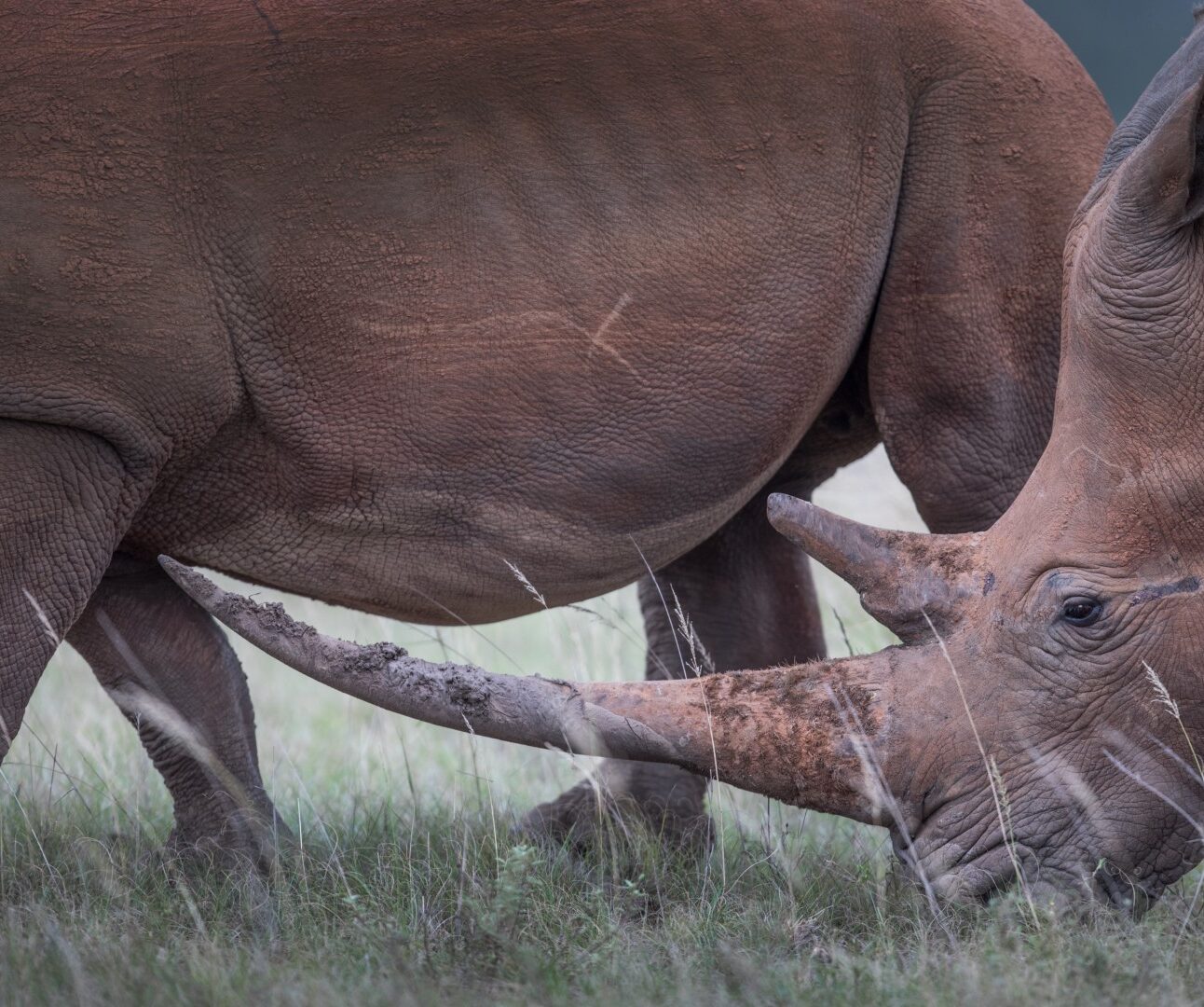 Photograph showing close-up of two rhinoceroses in grassy habitat, with one rhino's head and horn touching the side of the other rhino's body. The image highlights texture of rhino skin, prominent horns, and natural environment.