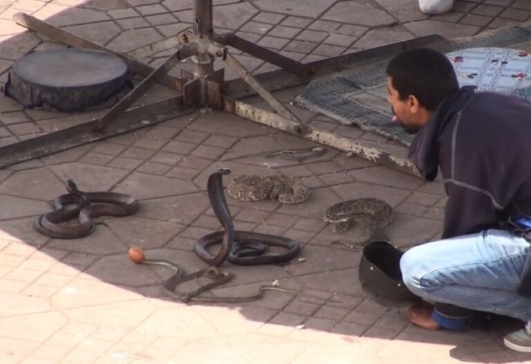 JEMAA EL-FNA SQUARE GALLERY 2025