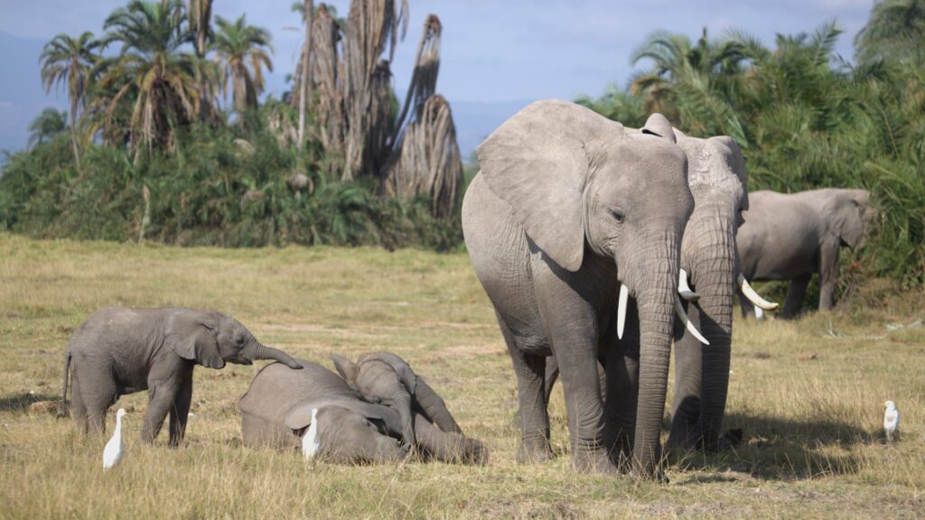 Photograph of a group of elephants in a grassy area with palm trees in the background, including one adult standing prominently and three calves interacting nearby. White birds are also present around the elephants, adding to the natural wildlife scene.