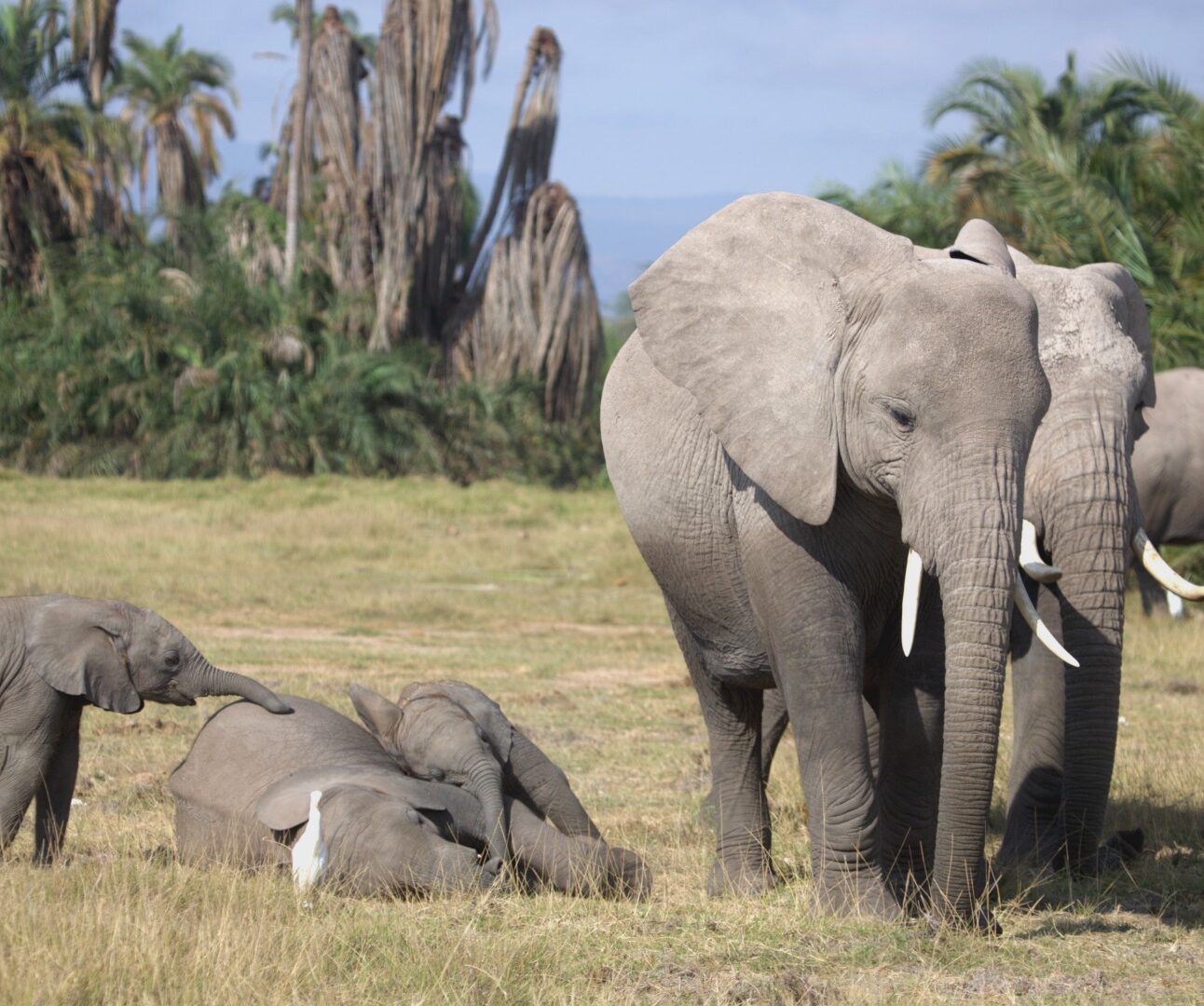 Photograph of a group of elephants in a grassy area with palm trees in the background, including one adult standing prominently and three calves interacting nearby. White birds are also present around the elephants, adding to the natural wildlife scene.