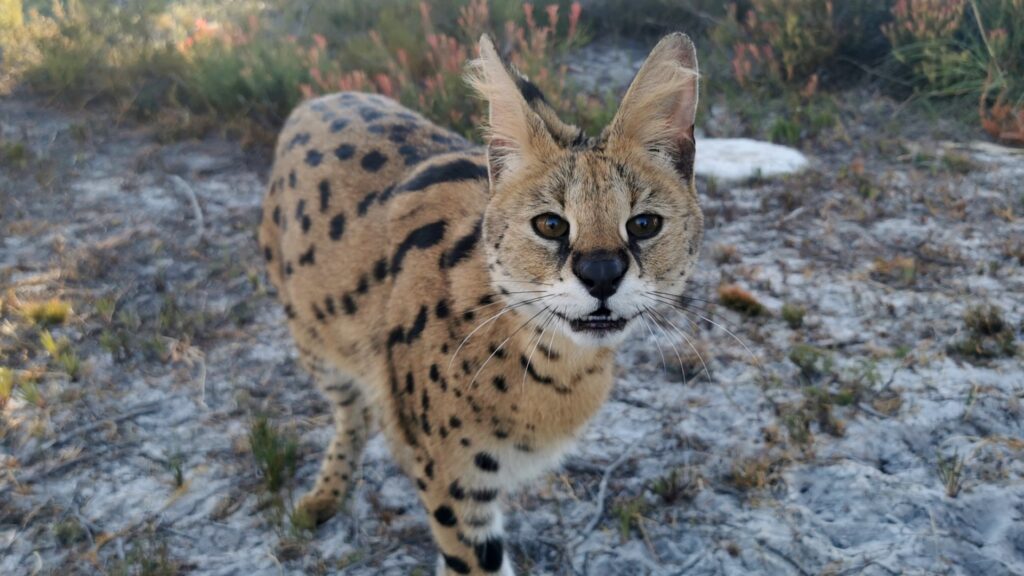 Photograph of a serval cat standing on dry, patchy ground with sparse vegetation. The serval has large ears, a spotted coat with black markings, and is looking directly at the camera.