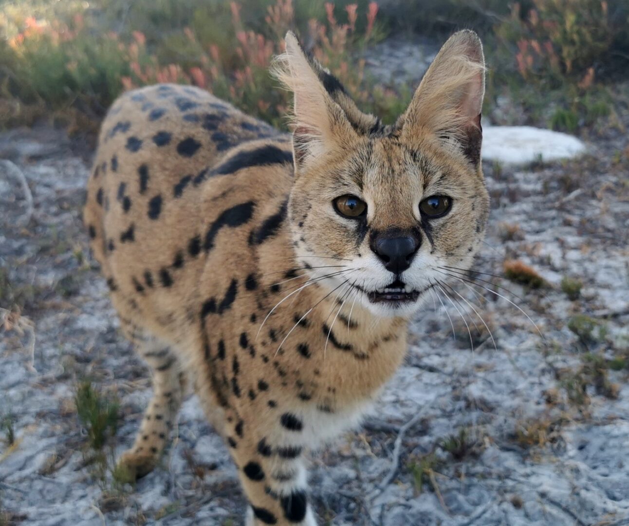 Photograph of a serval cat standing on dry, patchy ground with sparse vegetation. The serval has large ears, a spotted coat with black markings, and is looking directly at the camera.