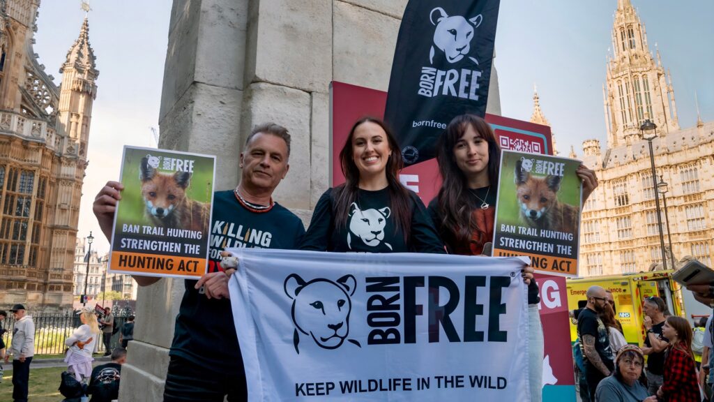 Photograph of a group of protesters including Chris Packham, Olivia Evand and Megan McCubbin outside a historic building holding signs and banners advocating to ban trail hunting and strengthen the Hunting Act. Signs feature a white bear logo with "BORN FREE" text and images of a fox, emphasizing wildlife protection and anti-hunting messages.