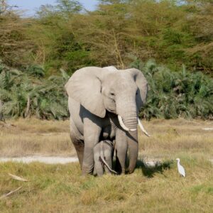 Photograph of an adult elephant standing protectively over a baby elephant in a grassy area with dense green foliage and trees in the background. A white bird stands nearby on the right, adding contrast to the natural scene highlighting wildlife and animal behaviour.