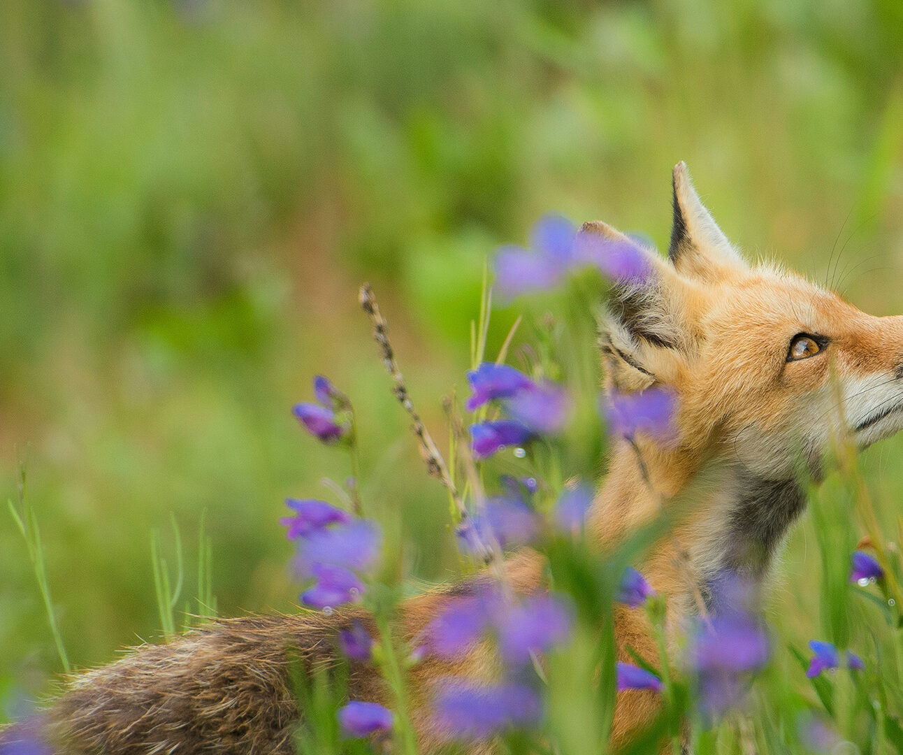A fox is standing behind a bunch of bluebells looking up at the sky