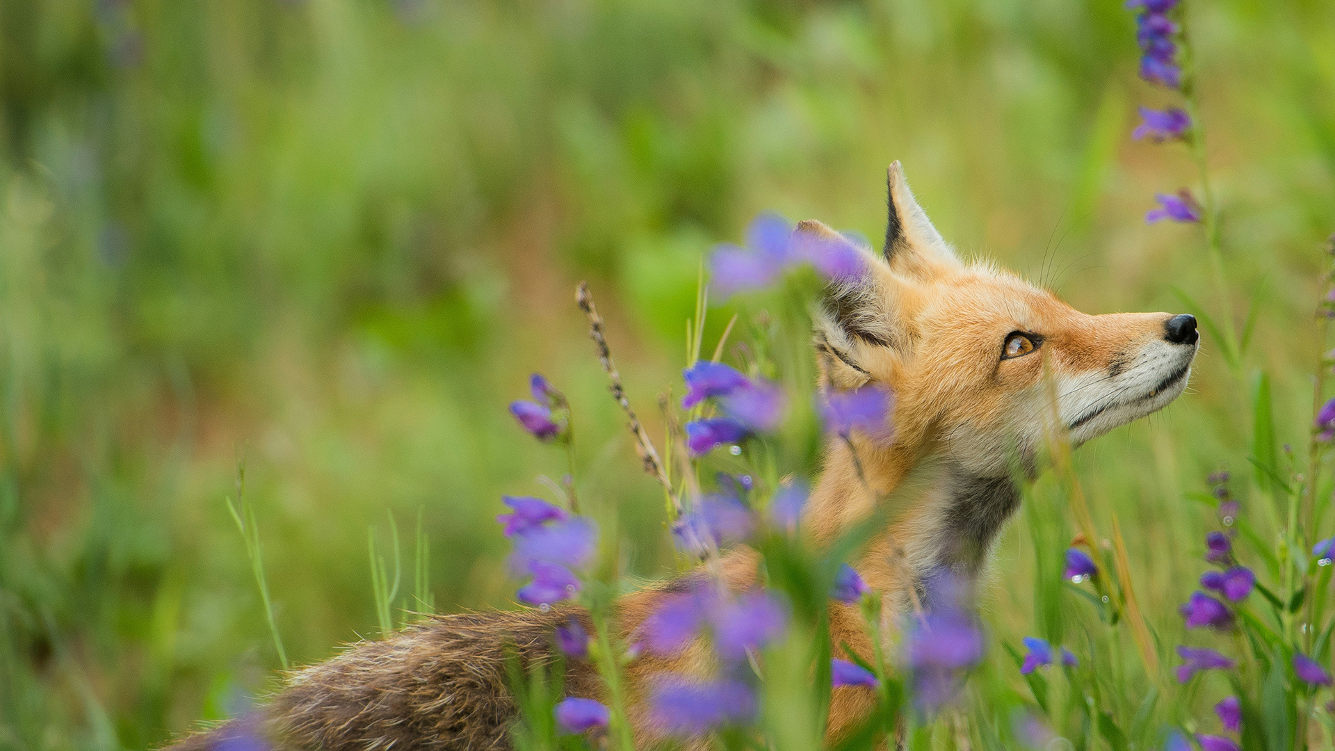 A fox is standing behind a bunch of bluebells looking up at the sky
