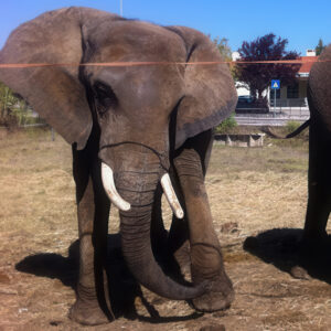An African elephant is standing on dusty ground with her head tilted sideways, and buildings in the background.