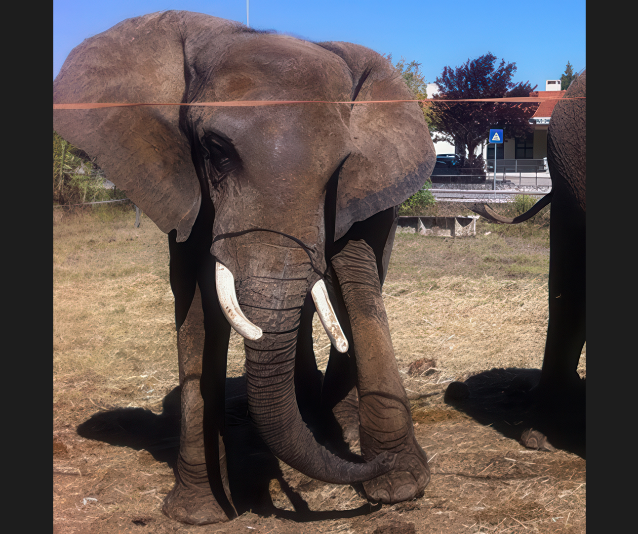 An elephant stood on dusty ground, with buildings in the background