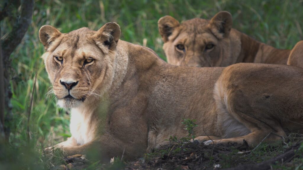 Photograph of two lions resting on the ground in a natural, grassy environment. Foreground lion is alert and looking forward while background lion is partially obscured and lying down.