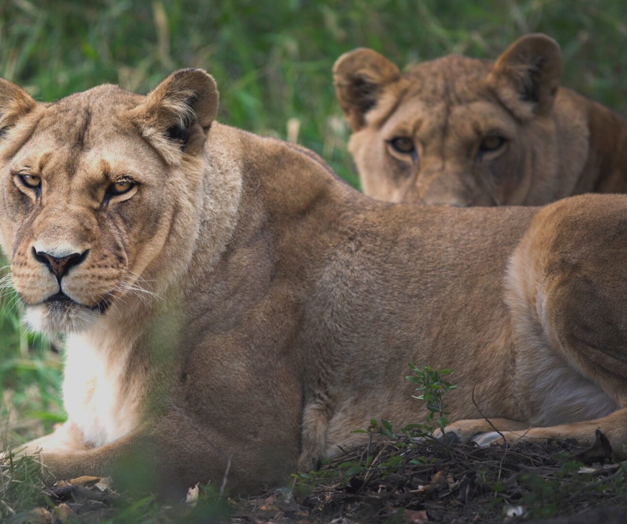 Photograph of two lions resting on the ground in a natural, grassy environment. Foreground lion is alert and looking forward while background lion is partially obscured and lying down.