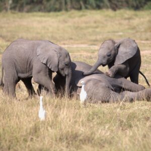 Photograph of three baby elephants interacting in a grassy field, with one lying down and the others standing nearby. A white bird is visible in the foreground, adding contrast to the natural scene.