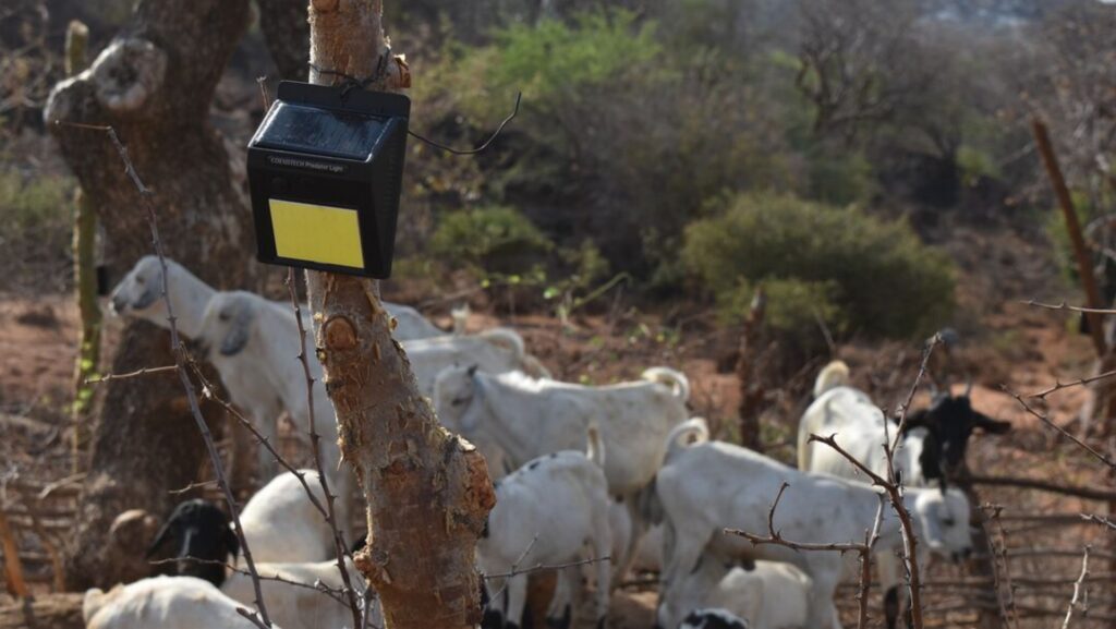 Photograph showing a group of goats gathered near a tree with a black and yellow solar-powered device attached to it. The scene highlights the use of technology, possibly for monitoring or deterrence, in a rural or natural environment with dry vegetation and sparse trees.