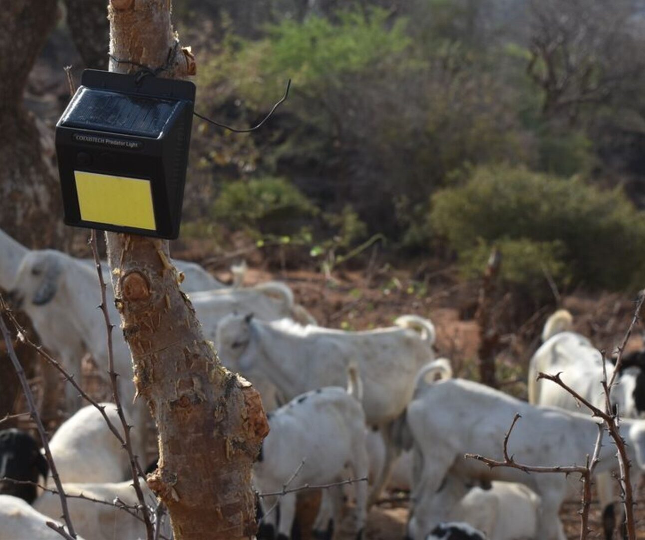 Photograph showing a group of goats gathered near a tree with a black and yellow solar-powered device attached to it. The scene highlights the use of technology, possibly for monitoring or deterrence, in a rural or natural environment with dry vegetation and sparse trees.