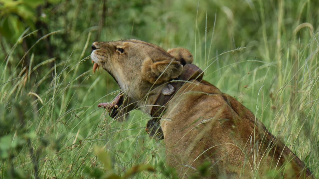 Photograph of a lioness in tall grass with mouth open, possibly roaring or yawning. The lioness wears a tracking collar, indicating wildlife monitoring or research context.