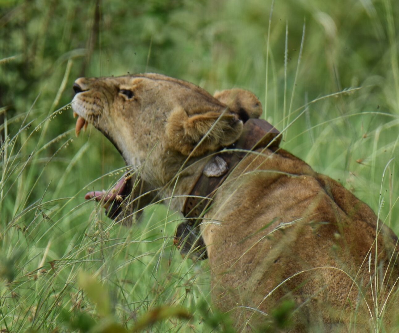 Photograph of a lioness in tall grass with mouth open, possibly roaring or yawning. The lioness wears a tracking collar, indicating wildlife monitoring or research context.