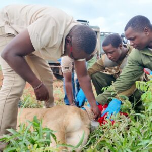 A sedated lioness lying on the ground, as three people in uniform fit a collar
