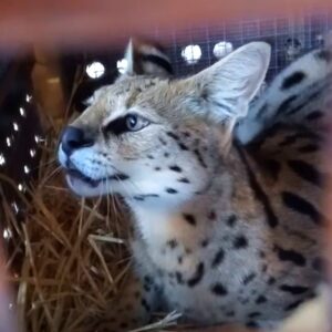 A serval cat inside a travel crate with round holes in the side