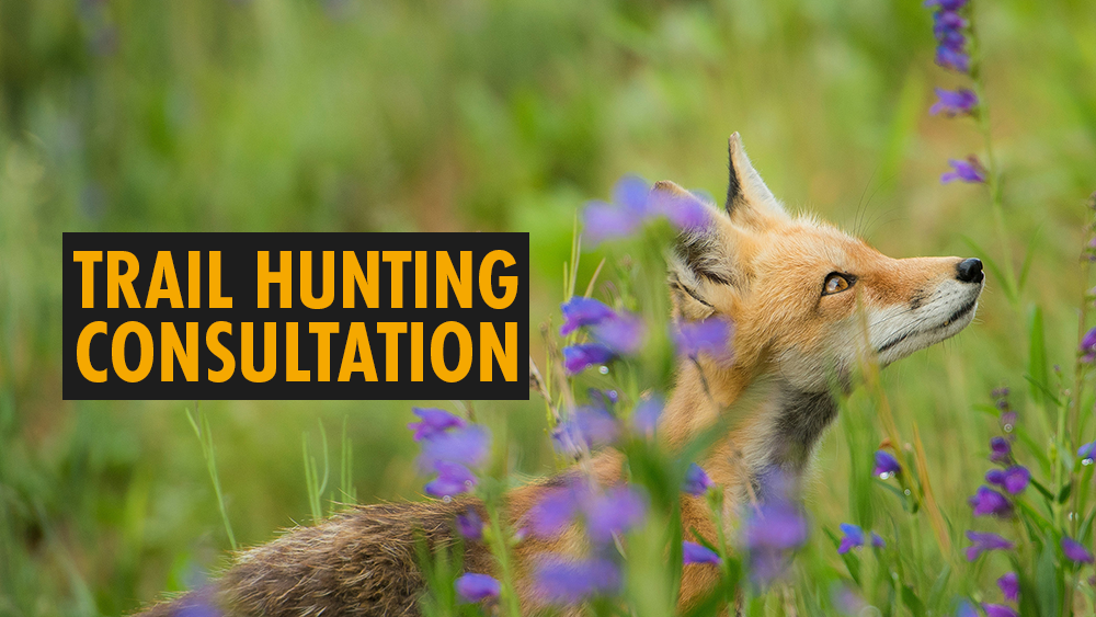 A fox is standing behind a bunch of bluebells looking up at the sky. Text overlaid reads 'Trail Hunting Consultation'