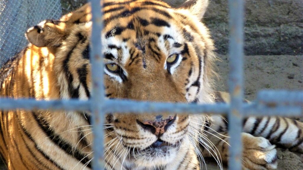 Photograph of a tiger lying behind metal bars, showing close-up of its face with intense eyes and detailed fur patterns. Bars create a cage-like structure, highlighting captivity and contrast between wild animal and confinement.