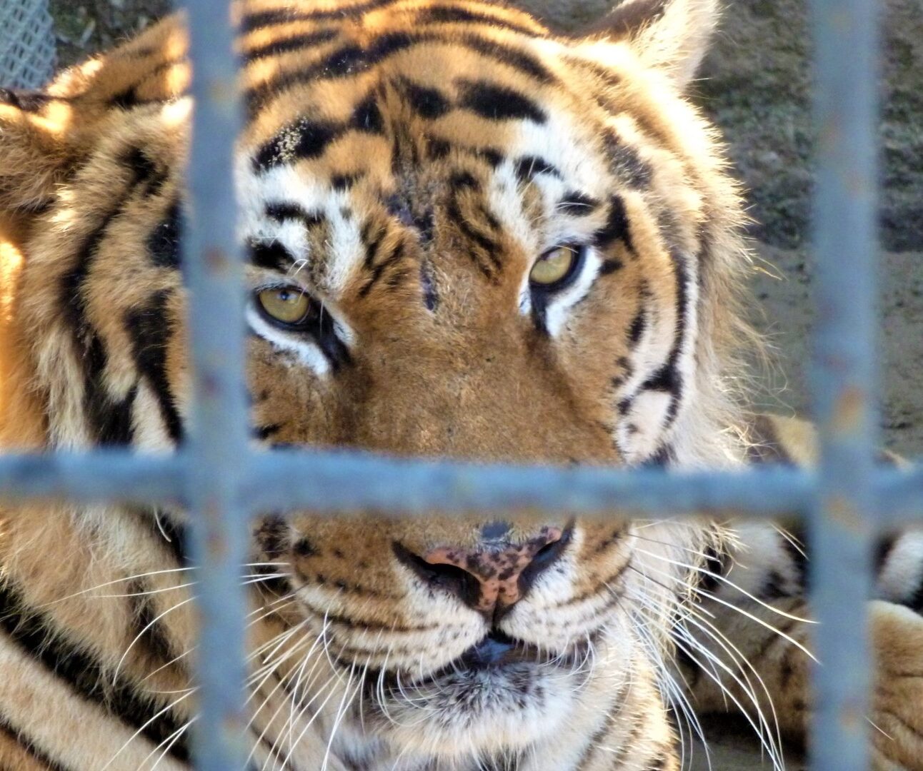 Photograph of a tiger lying behind metal bars, showing close-up of its face with intense eyes and detailed fur patterns. Bars create a cage-like structure, highlighting captivity and contrast between wild animal and confinement.