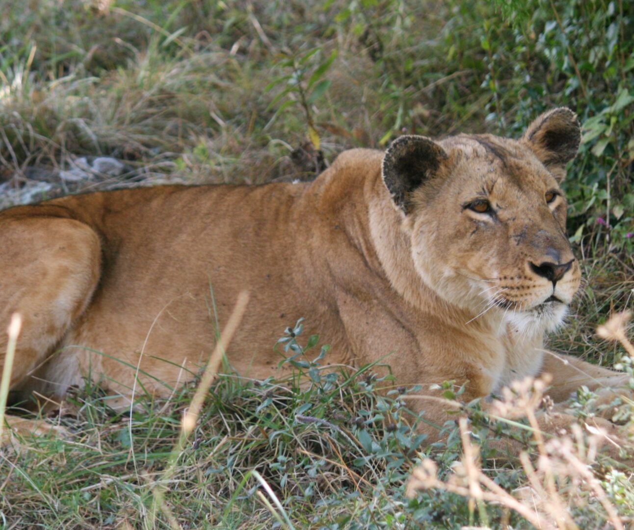 Photograph of a lioness resting on grass surrounded by natural vegetation. The lioness appears calm and alert, with detailed fur texture and natural light highlighting its features.