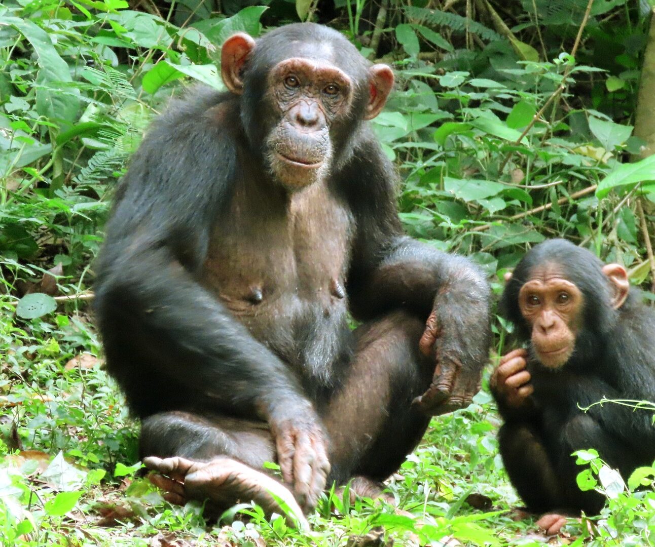 Photograph of mother and infant chimpanzees sitting on green grass surrounded by dense foliage. One chimpanzee is larger and sitting with legs crossed, while the baby is sitting nearby, appearing to hold or eat something.