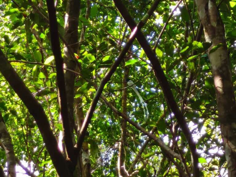 PROTECTING FORESTS: SEE THE TEAM IN ACTION