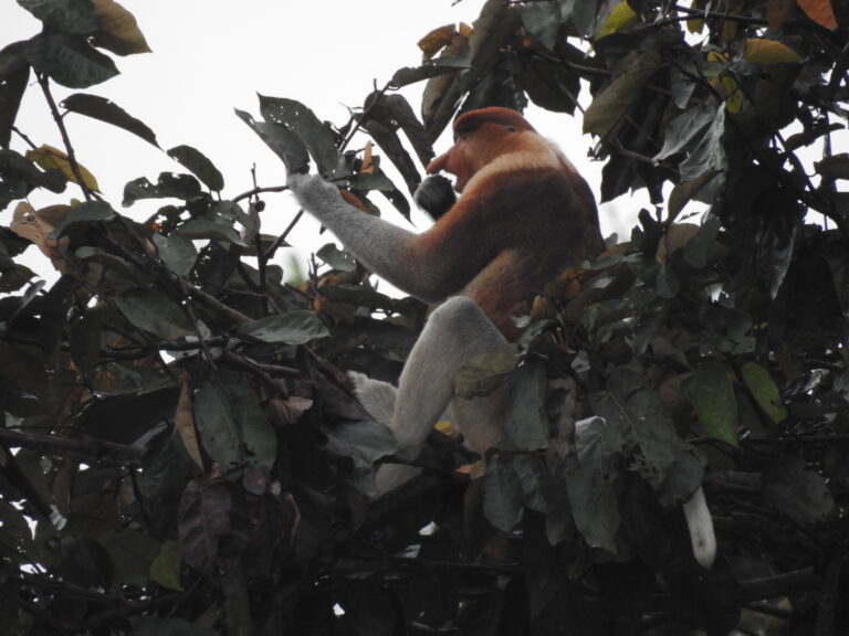 PROTECTING FORESTS: SEE THE TEAM IN ACTION