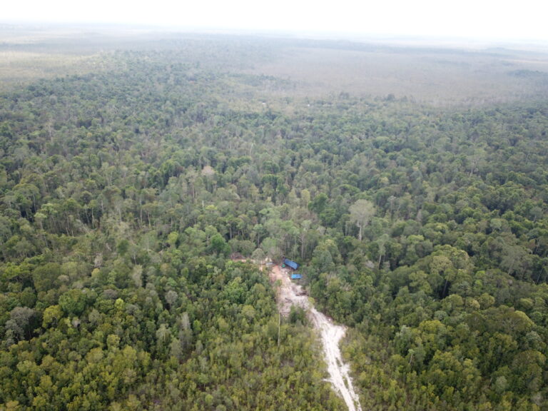 PROTECTING FORESTS: SEE THE TEAM IN ACTION