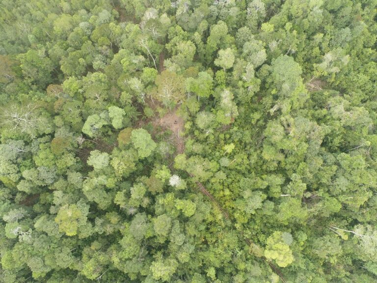 PROTECTING FORESTS: SEE THE TEAM IN ACTION