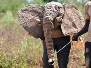 A puppet elephant being led through long grass during a workshop in Meru