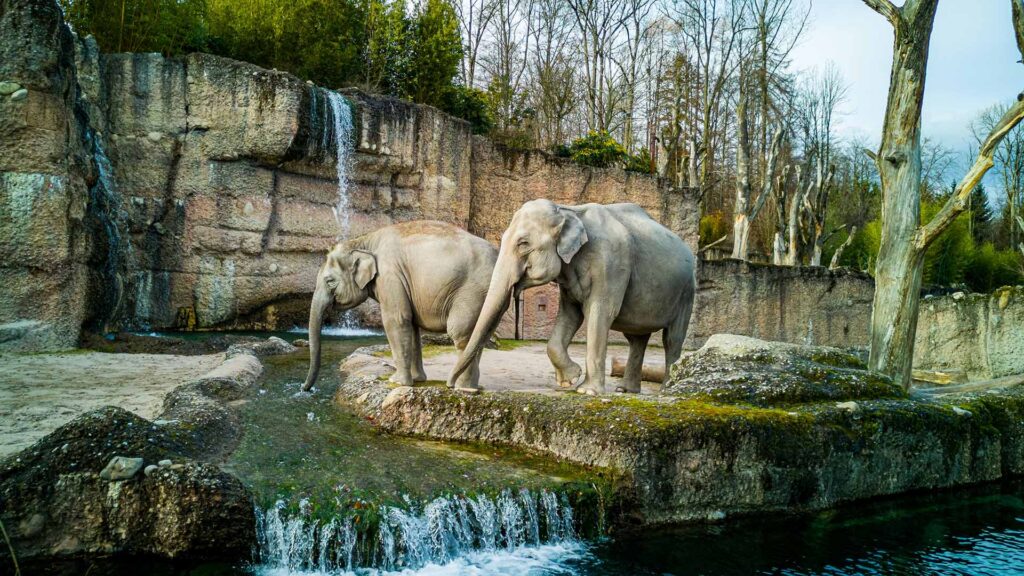 Two elephants stand side by side by some water in a zoo enclosure