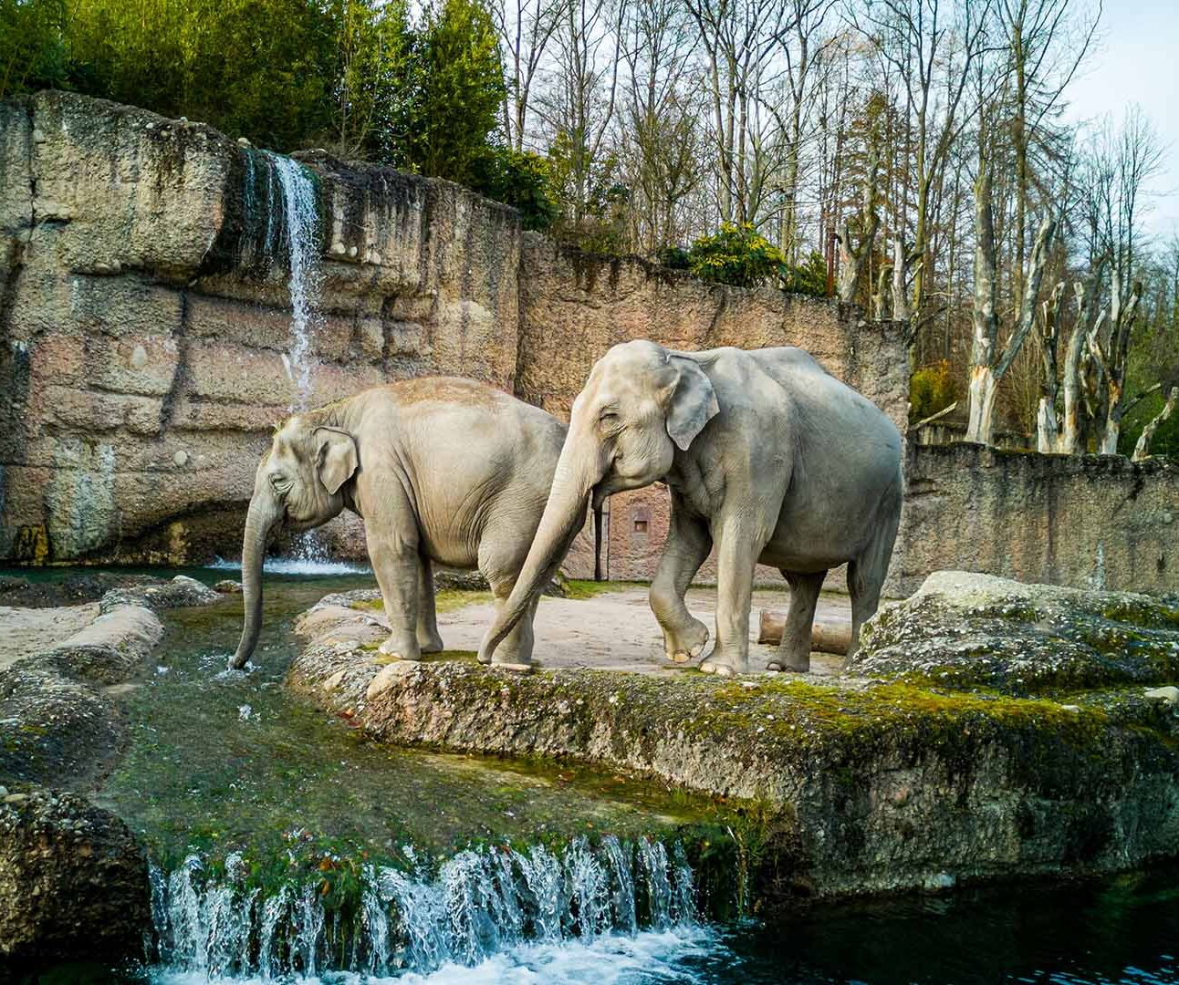 Two elephants stand side by side by some water in a zoo enclosure