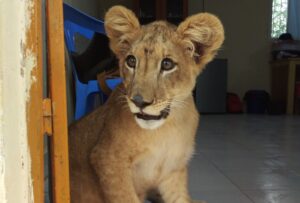Photograph of a young lion cub standing indoors near a doorway with a blue chair and other household items in the background. The cub has large ears, expressive eyes, and a light brown coat with faint spots, highlighting its youthful appearance.