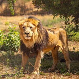 Photograph of a male lion standing on dry grass with sparse greenery and a tree in background. Lion has a full mane with dark and light brown shades, looking directly at camera in natural habitat.