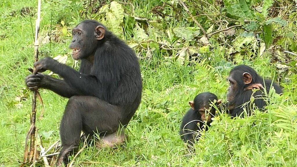 Photograph showing three chimpanzees in a grassy, leafy outdoor environment. One adult chimpanzee is sitting and holding a stick, while two smaller chimpanzees are close together partially hidden by grass.