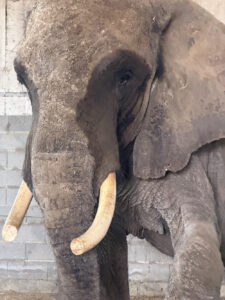 Close up portrait image of an elephant in captivity